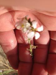 Erucaria hispanica