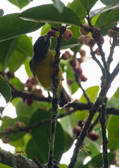Euphonia concinna
