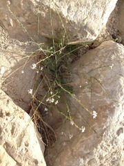 Erucaria hispanica