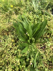 Plantago lanceolata