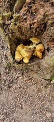 Fungi