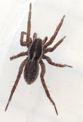 Pardosa