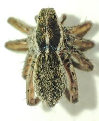 Pardosa