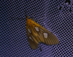 Asota orbona