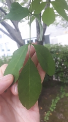 Fraxinus