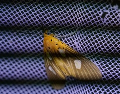 Asota orbona