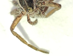 Pardosa