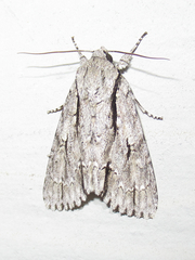 Acronicta texana