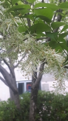 Fraxinus