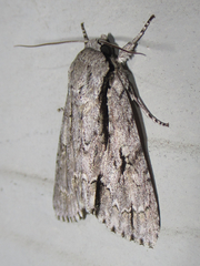 Acronicta texana
