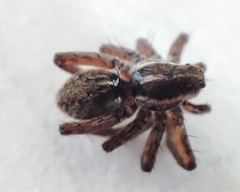 Pardosa
