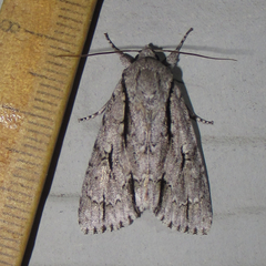 Acronicta texana