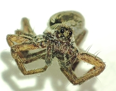 Pardosa