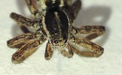 Pardosa