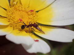 Messor minor hesperius