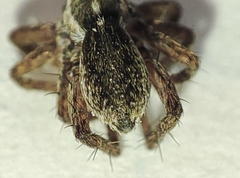 Pardosa