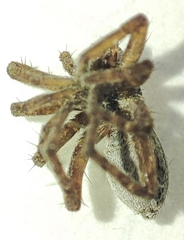 Pardosa