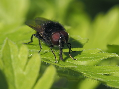 Cheilosia albitarsis