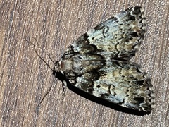 Allotria
