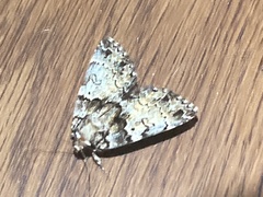 Allotria