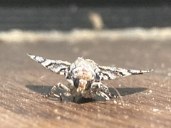 Allotria