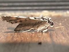 Allotria