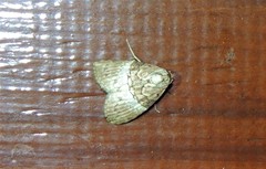 Acatapaustus mesoleuca