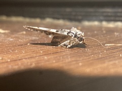 Allotria
