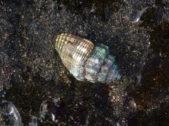 Orphanopusia patriarchalis