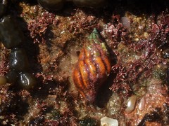 Peristernia reincarnata