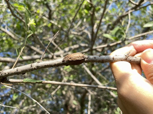 Giant Asian Mantis
