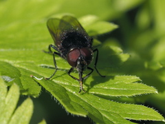 Cheilosia albitarsis