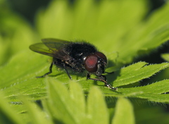 Cheilosia albitarsis