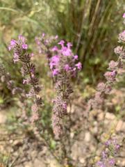 Aloysia macrostachya
