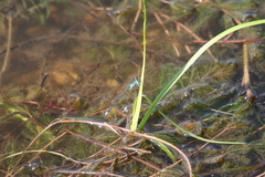 Ischnura elegans malikovae