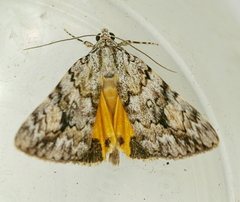 Catocala amica