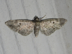 Eupithecia jejunata