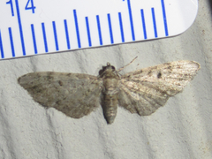 Eupithecia jejunata