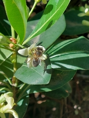 Apis mellifera