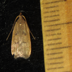 Glyphidocera democratica