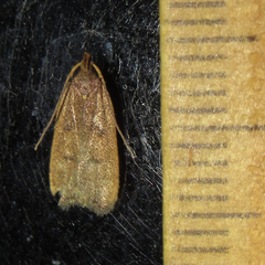 Glyphidocera democratica