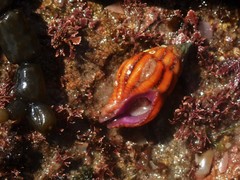 Peristernia reincarnata
