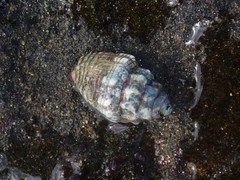Orphanopusia patriarchalis