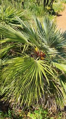 Chamaerops humilis