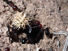 Messor minor hesperius