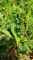 Plantago serraria