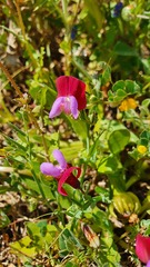 Lathyrus clymenum