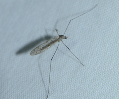 Symplecta