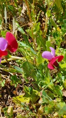 Lathyrus clymenum