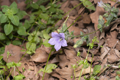 Campanula hagielia
